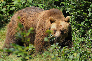 Nationalpark Bayerischer Wald